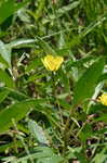 Creeping waterprimrose